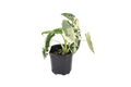 Alocasia Frydek Variegated 4 inch Grower Pot