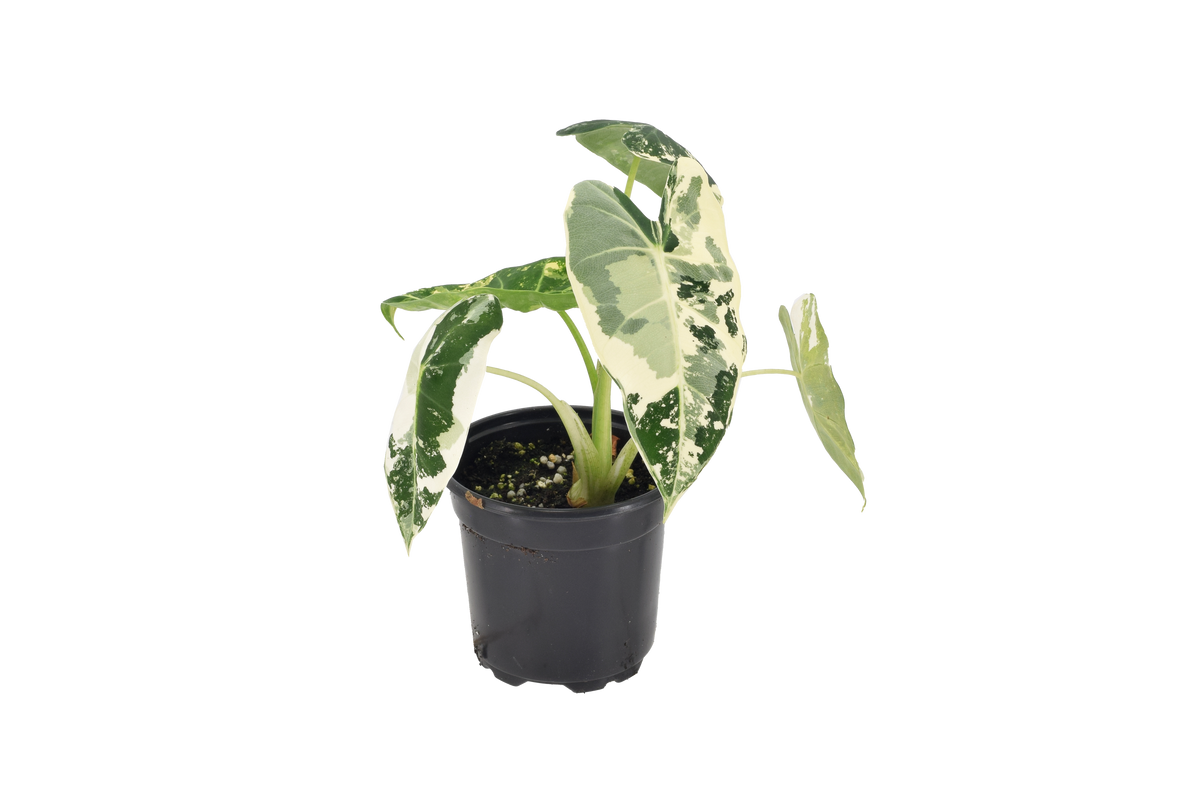 Alocasia Frydek Variegated 4 inch Grower Pot