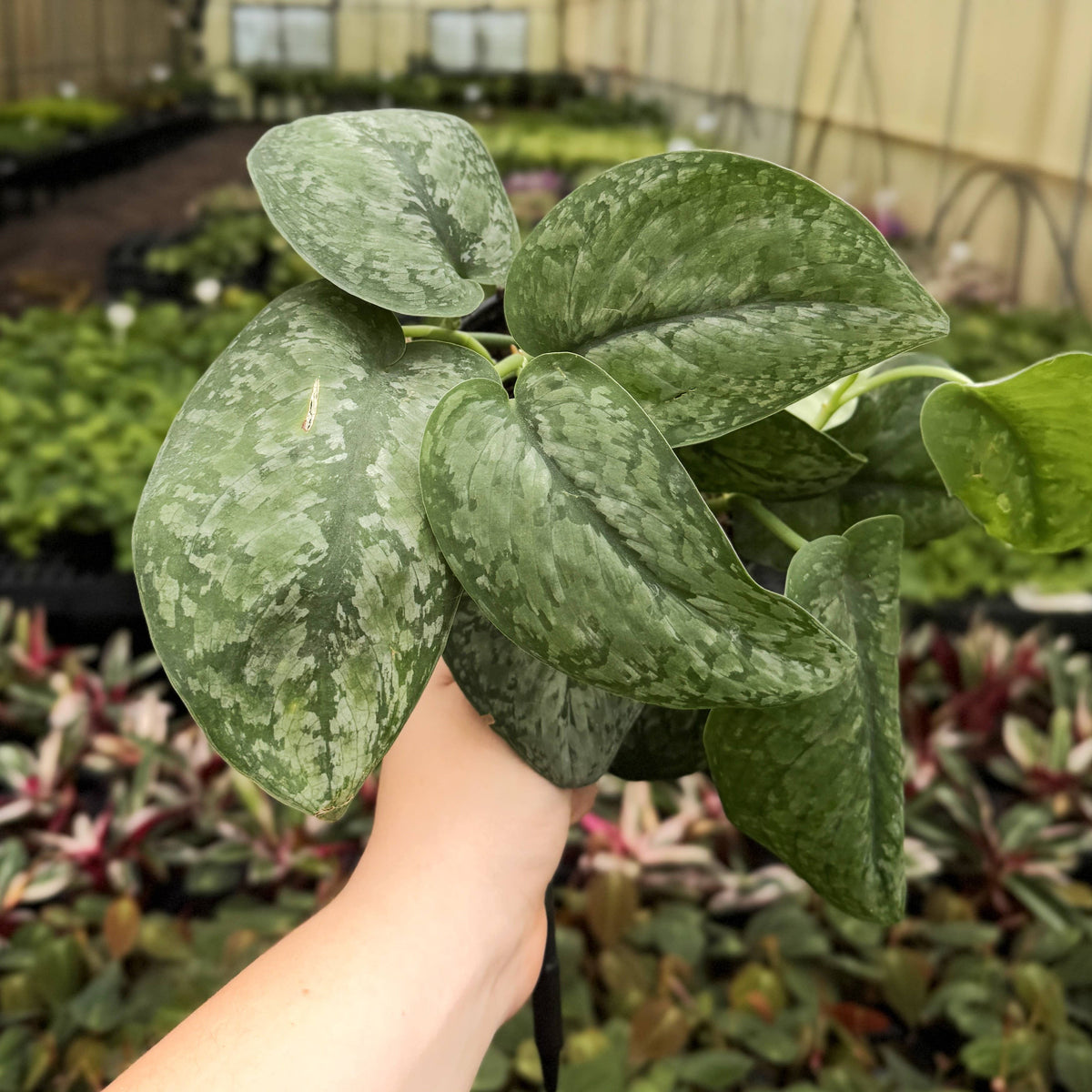 Scindapsus Mount Salak - 6" Live Plant
