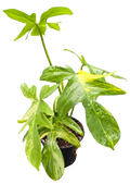 Philodendron Pedatum 4in Grow Pot