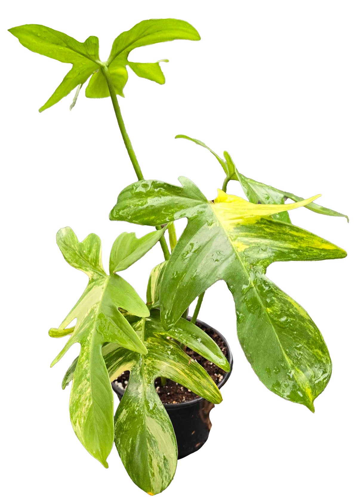 Philodendron Pedatum 4in Grow Pot