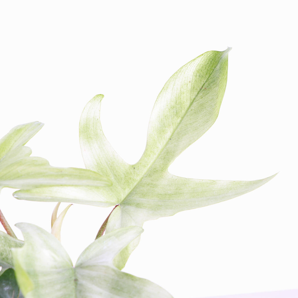Florida Ghost Philodendron - 5.5" Live Plant - Rare Species