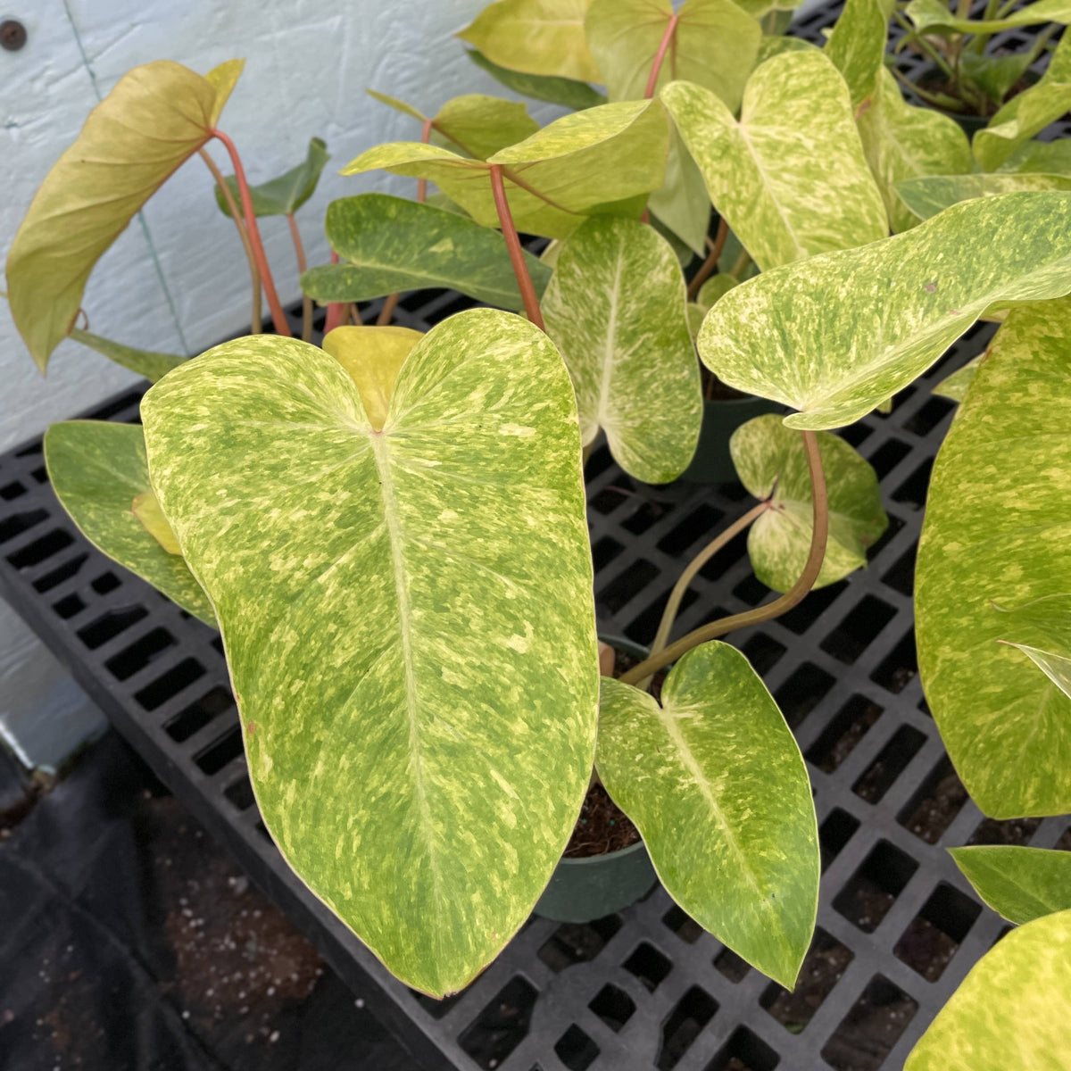 Painted Lady Philodendron - Live Plant - Rare