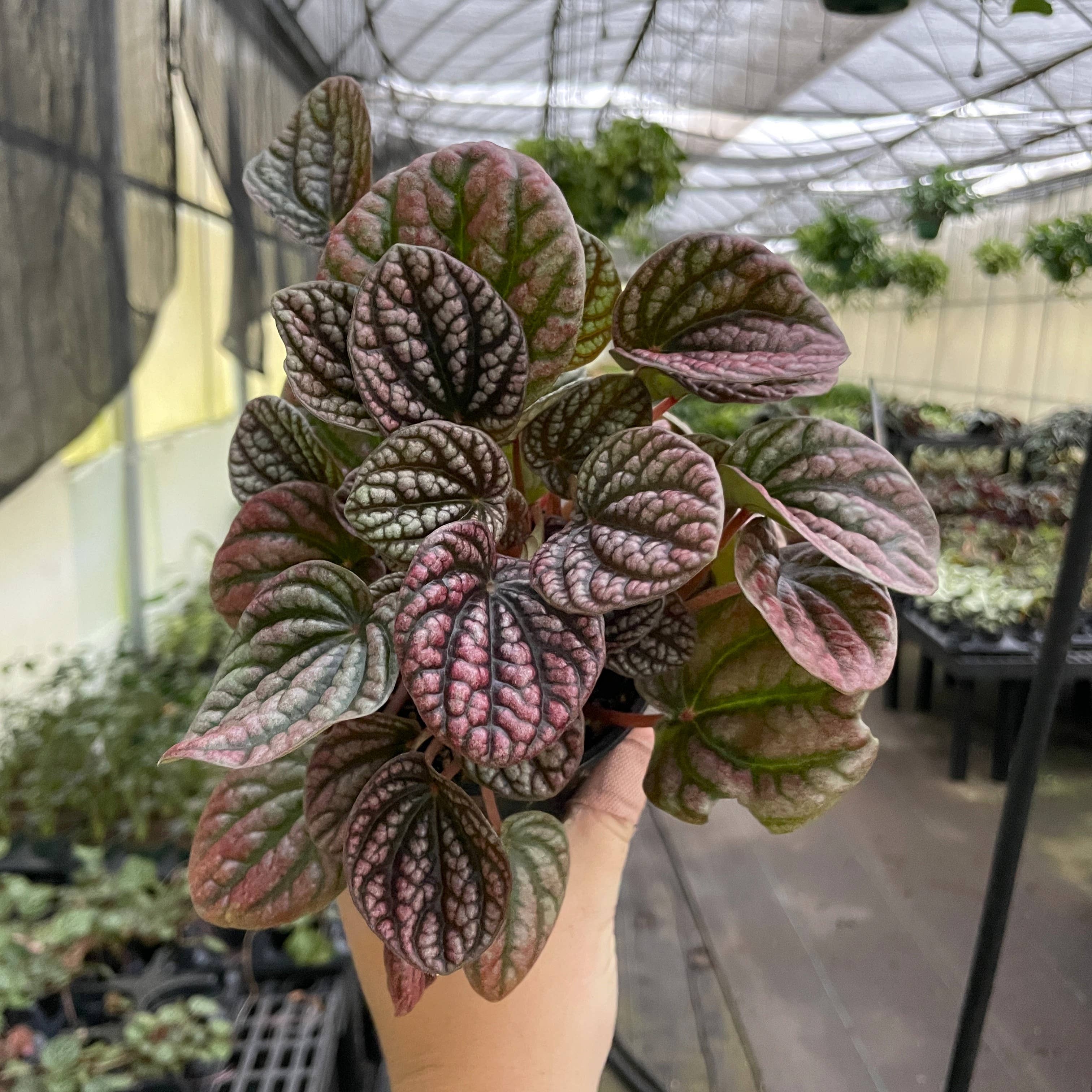 Peperomia Robella Pink - 4" Live Plant