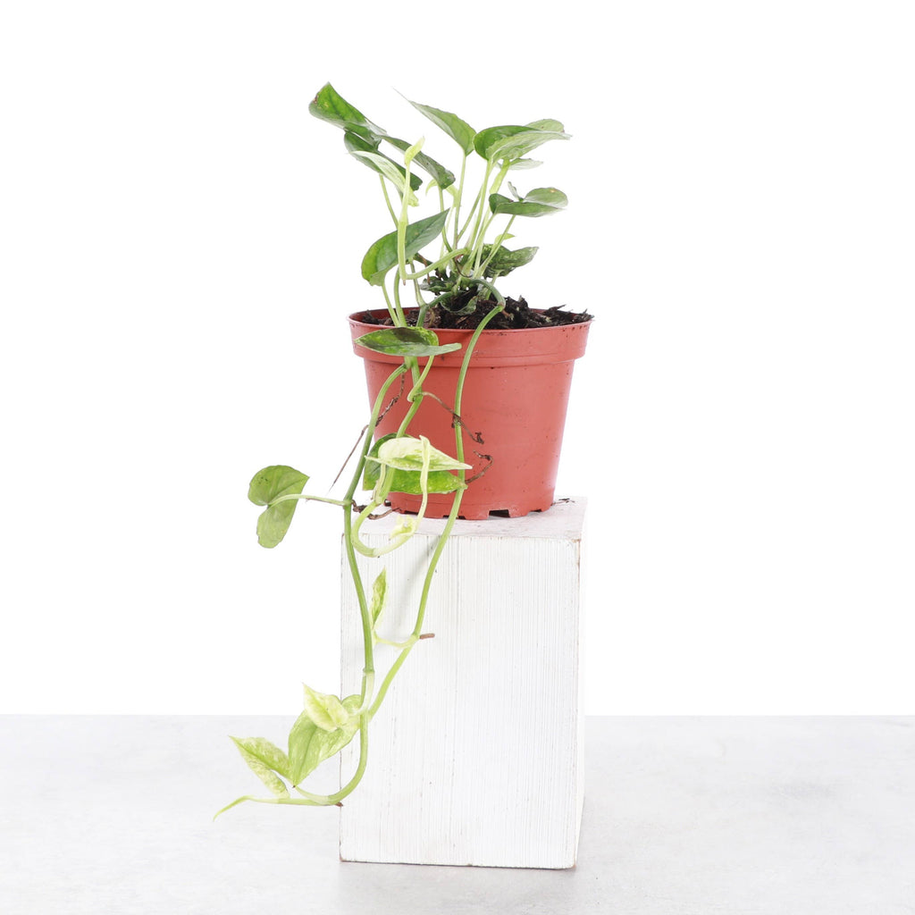 Cebu Blue Ghost Pothos - 4" Live Rare Plant