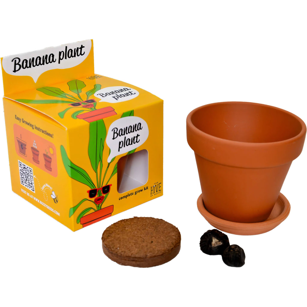 Exotic Banana Plant Grow Kit | Indoor