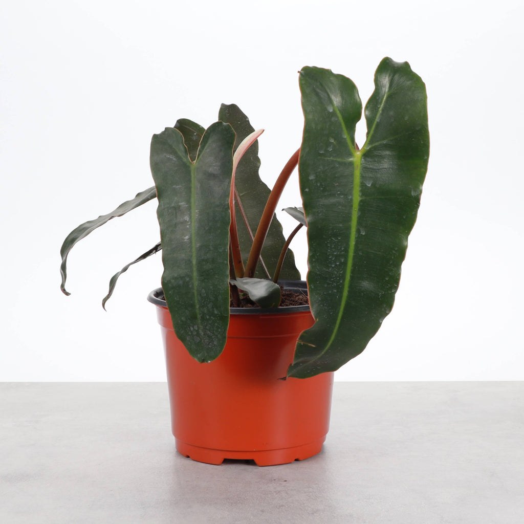 Black Form Philodendron Billietiae - Live Plant - Rare