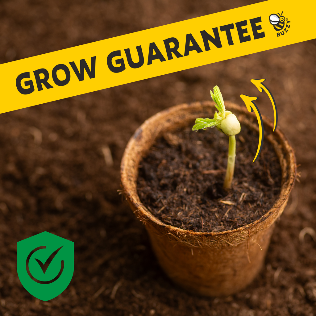 Bonsai Tree Grow Kit