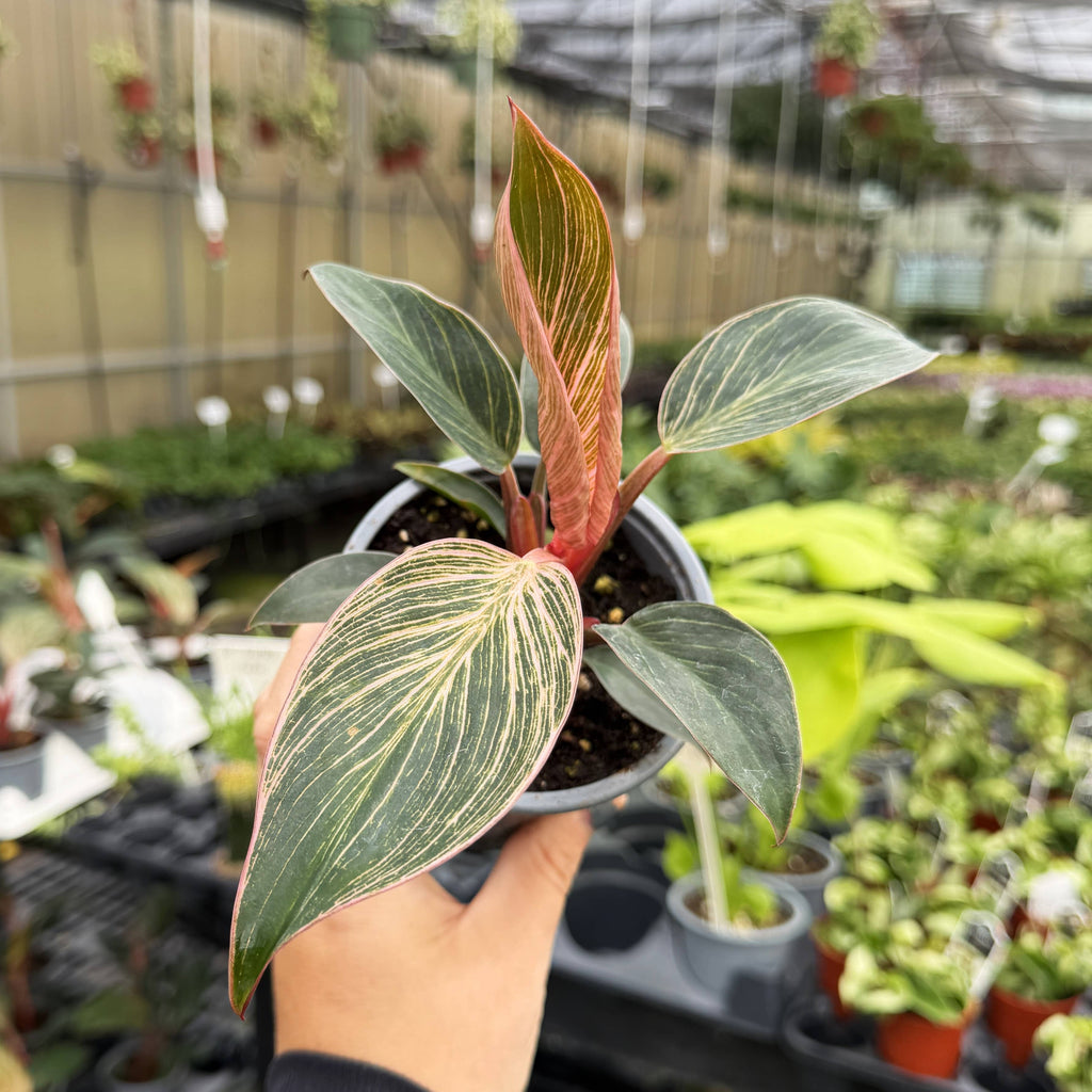 Pink Philodendron Birkin - Live Plant - Rare