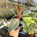 Pink Philodendron Birkin - Live Plant - Rare