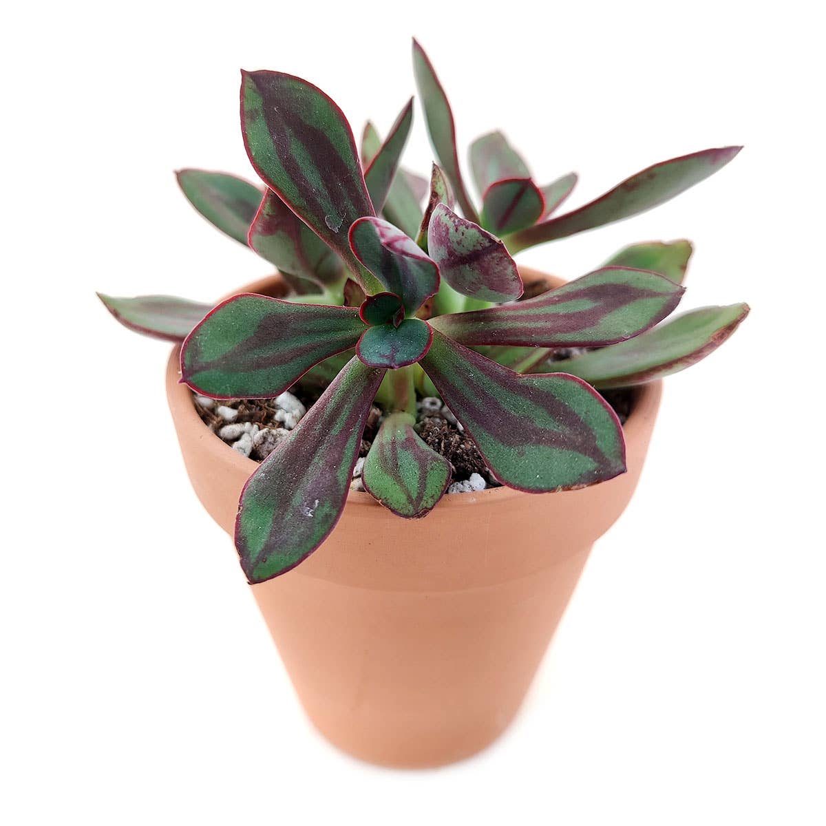 Painted Echeveria Nodulosa