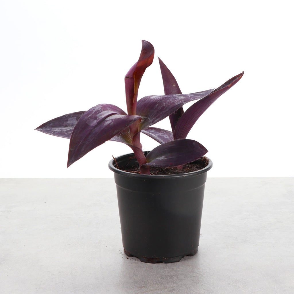 Tradescantia Purple Queen - 4" Live Plant