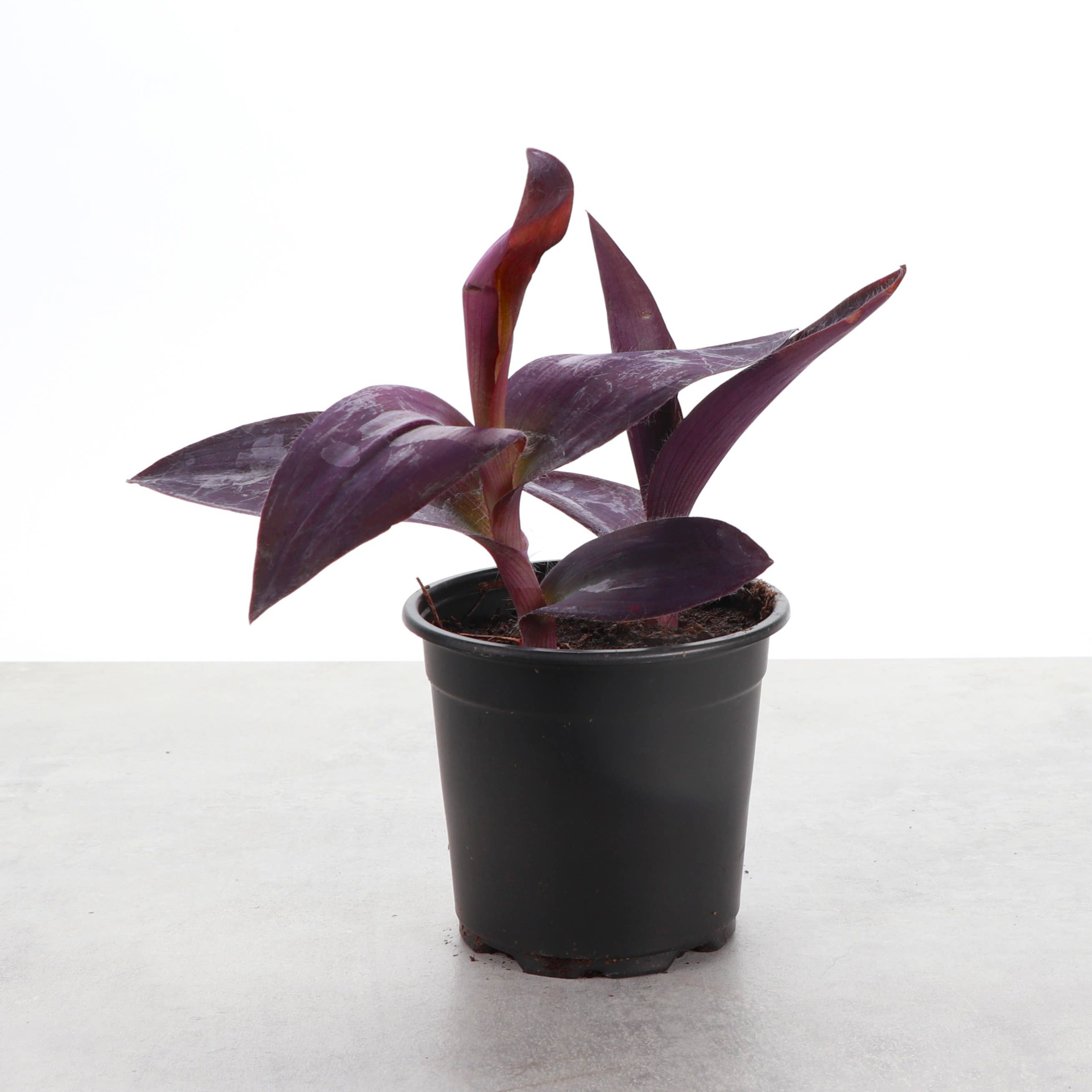 Tradescantia Purple Queen - 4" Live Plant