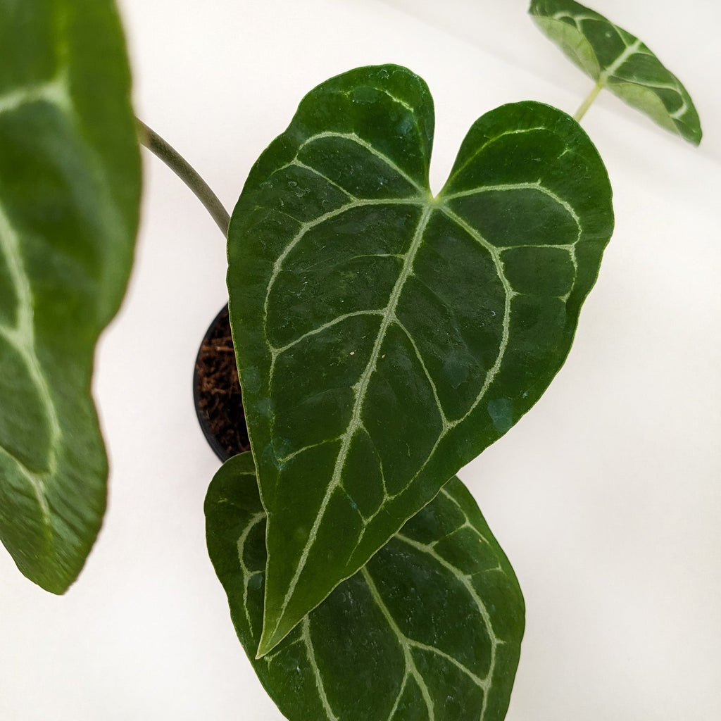Anthurium Crystallinum