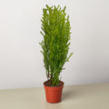 Cypress Lemon