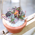Painted Echeveria Nodulosa