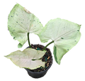 Syngonium Green Splash 4 inch Grower Pot