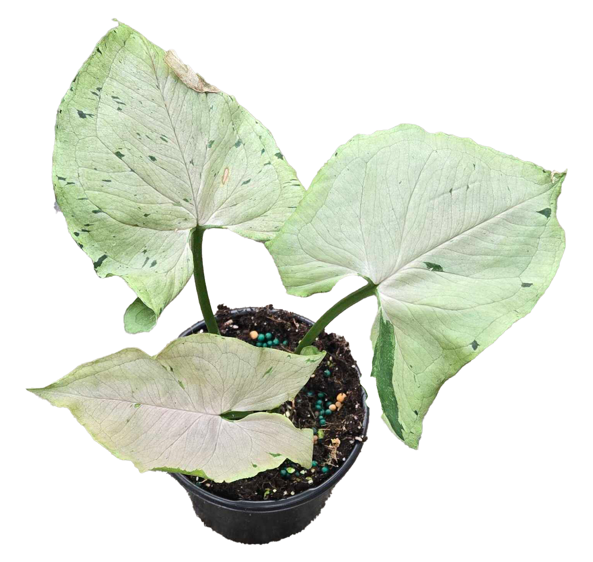 Syngonium Green Splash 4 inch Grower Pot