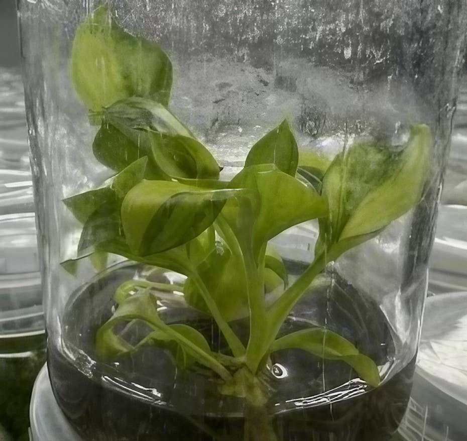 Philodendron warscewiczii variegated TC Plantlet