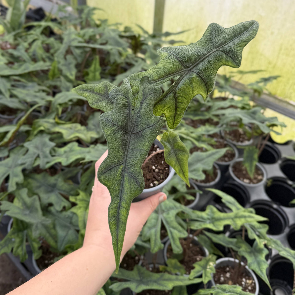 Alocasia Jacklyn - 4" Live Plant - RARE