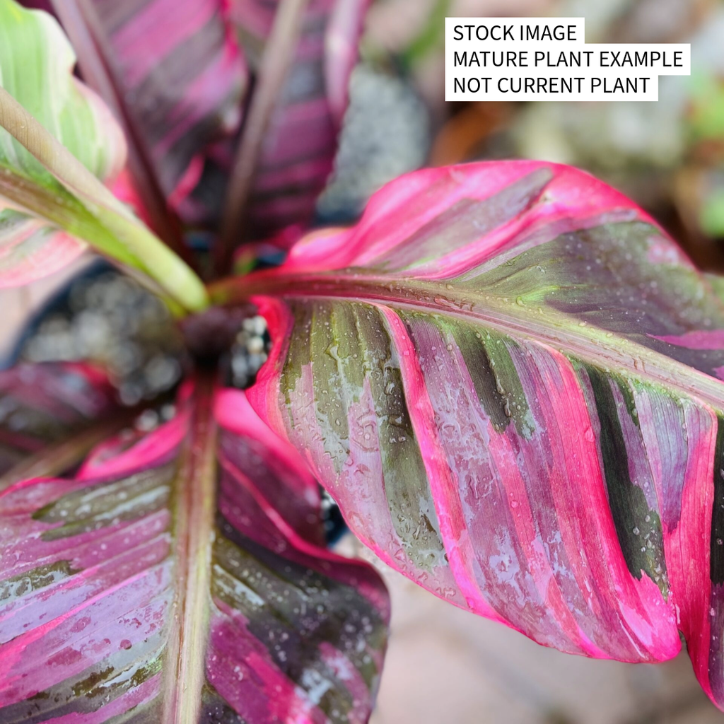 Pink Variegated Banana - Musa Nono Specimen - 4" Live Plant