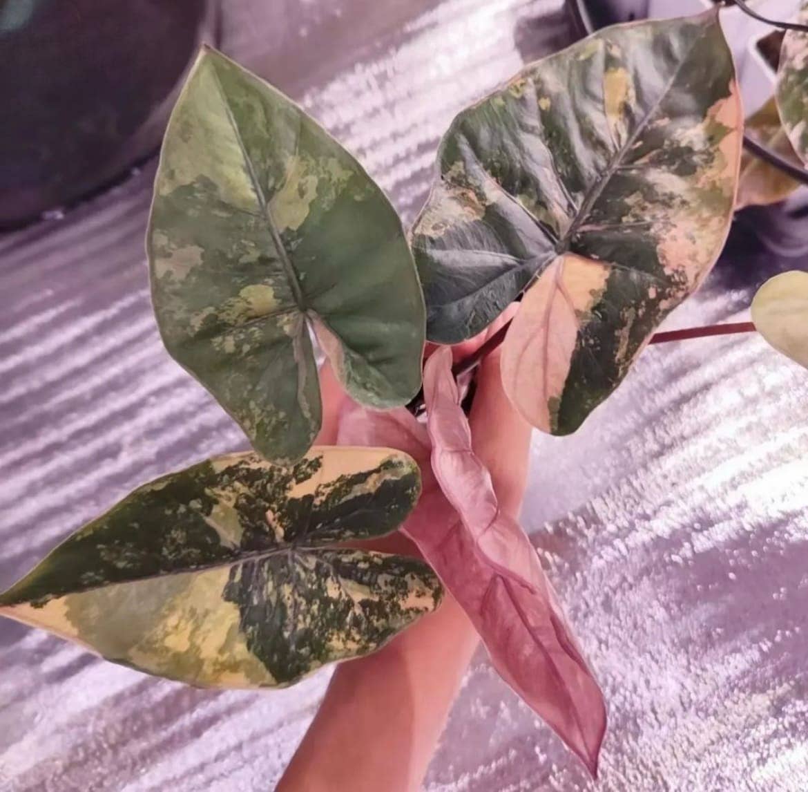 Alocasia "Yucatán Princess" variegated Aurea TC Plantlet