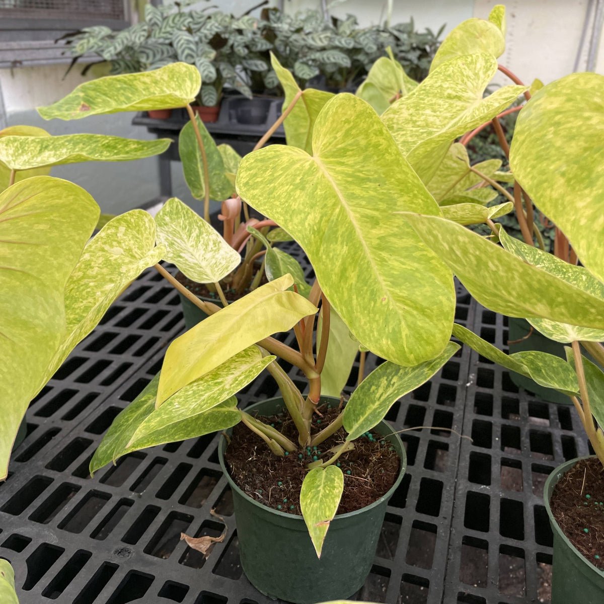 Painted Lady Philodendron - Live Plant - Rare