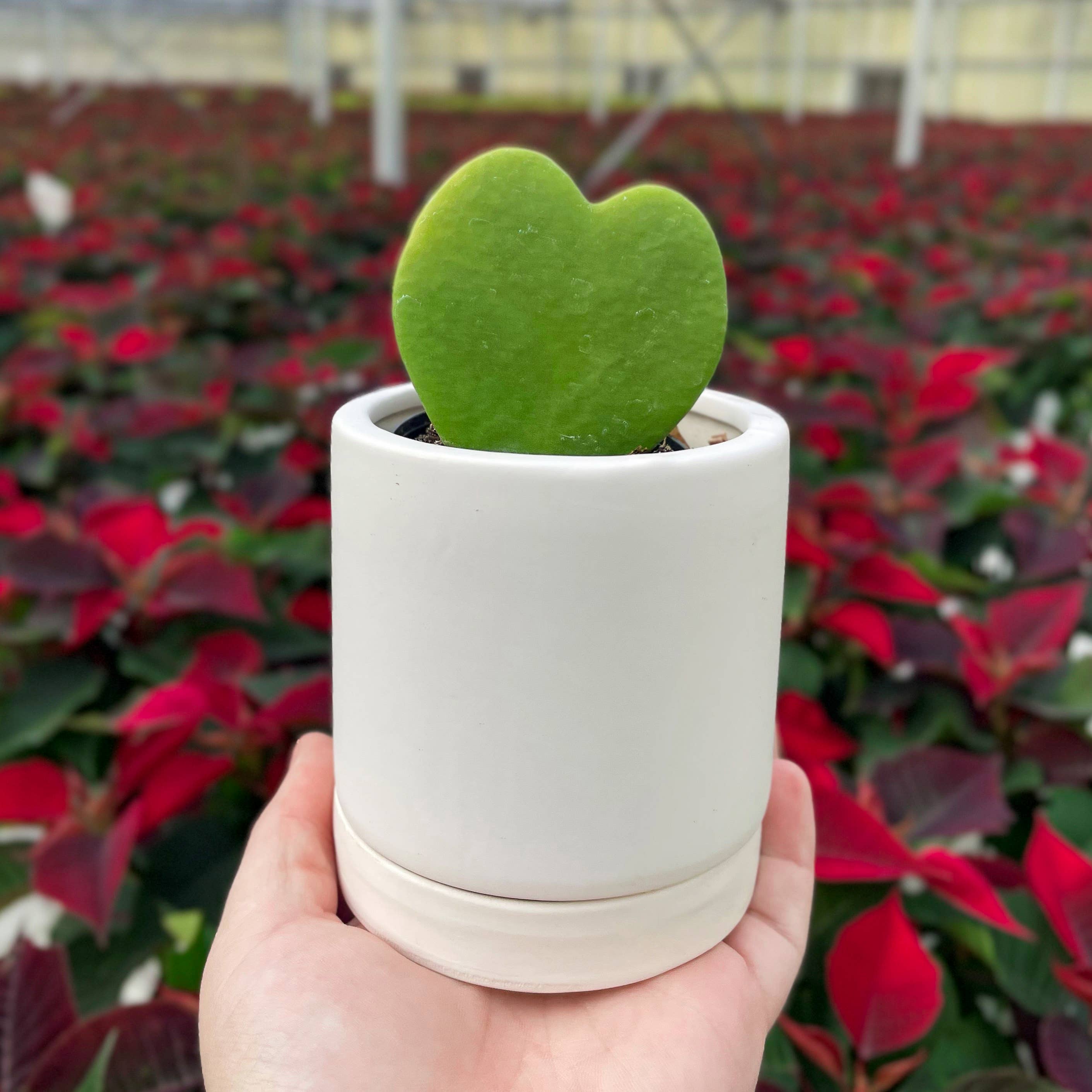 Hoya Kerrii - Sweetheart Plant