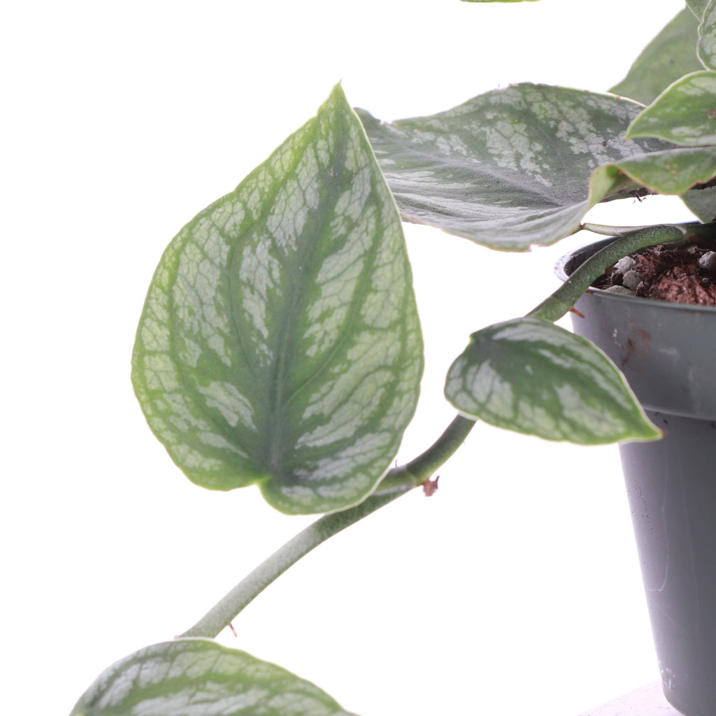 Monstera Dubia - Shingle Plant - 4" Live Plant