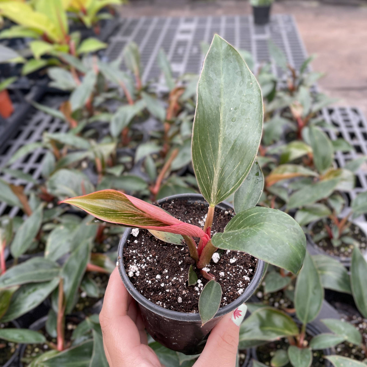 Pink Philodendron Birkin - Live Plant - Rare