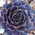 Sempervivum heuffelii 'Mystique'