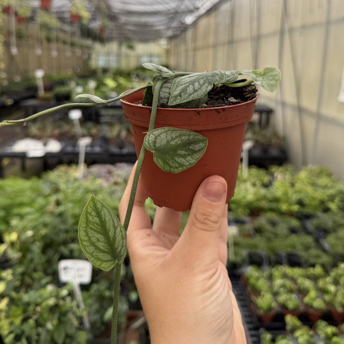 Monstera Dubia - Shingle Plant - 4" Live Plant