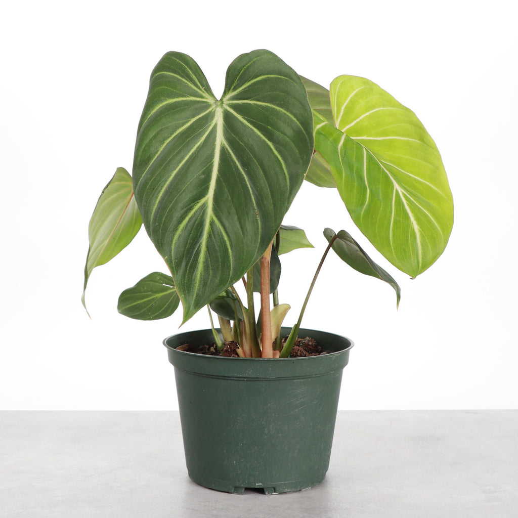 Philodendron Gloriosum Dark Form - 6" Live Plant