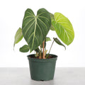 Philodendron Gloriosum Dark Form - 6" Live Plant