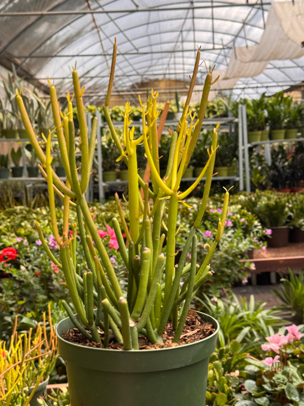 Euphorbia 'Fire Sticks'