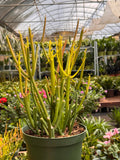 Euphorbia 'Fire Sticks'