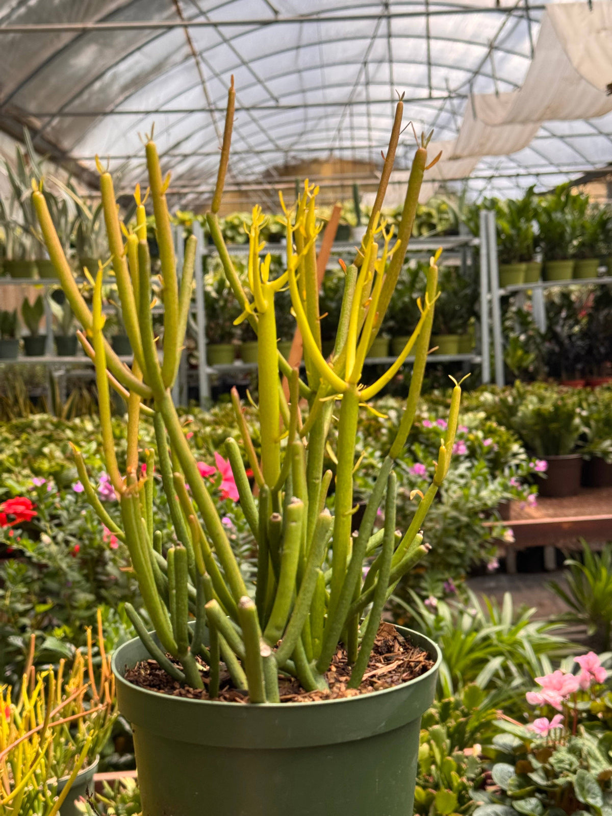Euphorbia 'Fire Sticks'