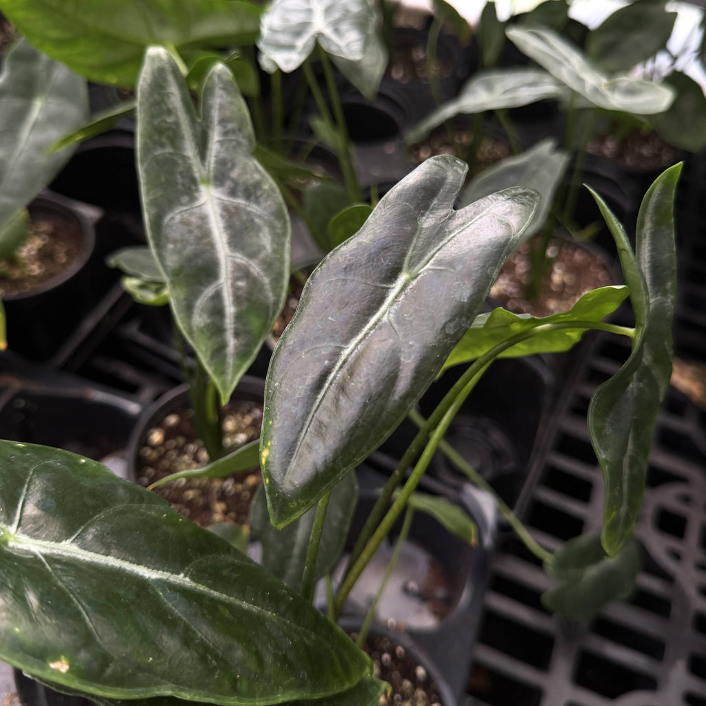 Alocasia Longiloba Silver - 4" Live Plant