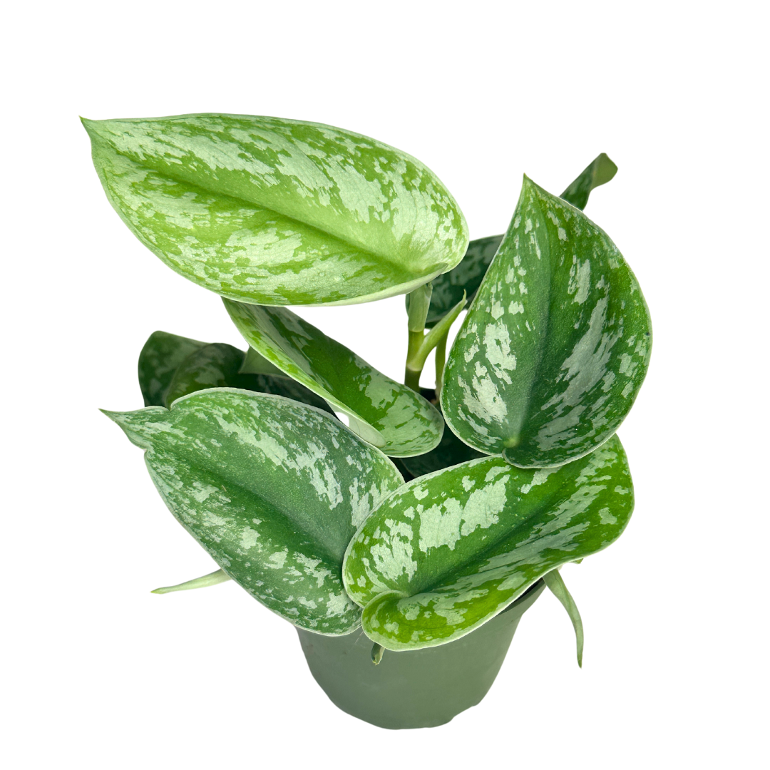 4" Scindapsus Pictus Exotica - Satin Pothos