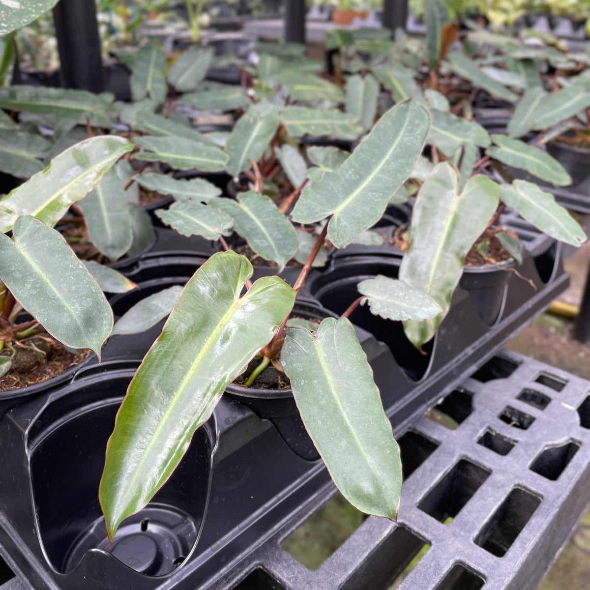 Black Form Philodendron Billietiae - Live Plant - Rare