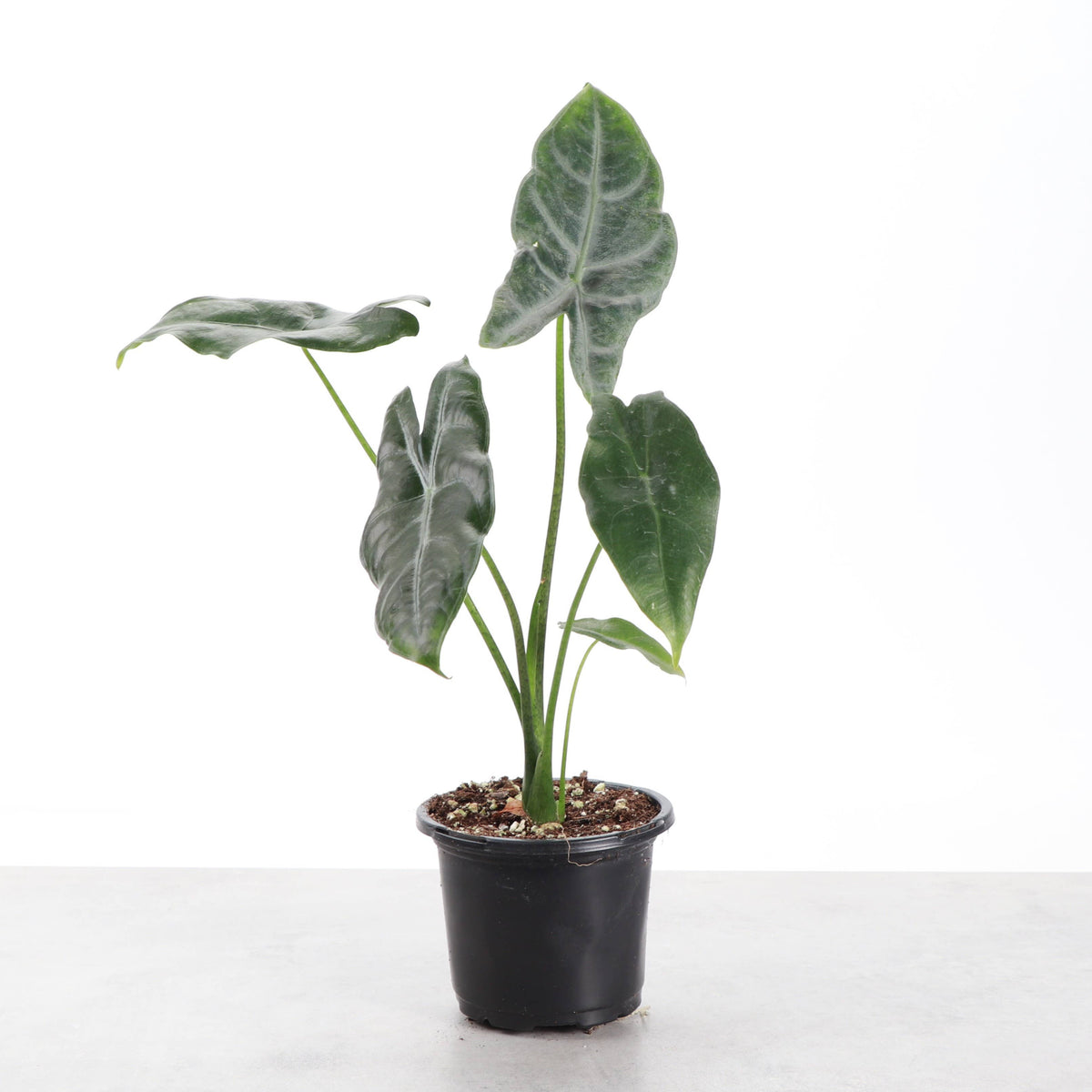 Alocasia Longiloba Silver - 4" Live Plant