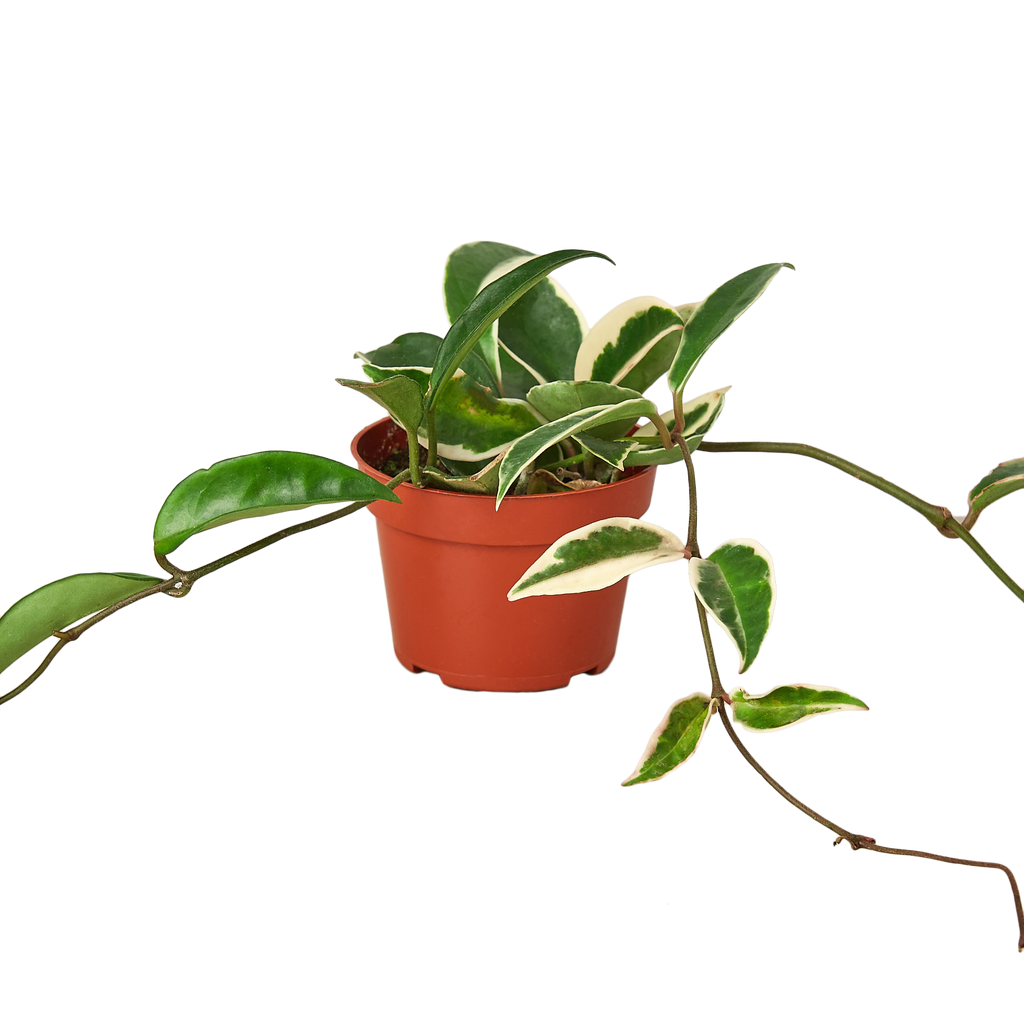 Hoya Carnosa 'Krimson Queen'