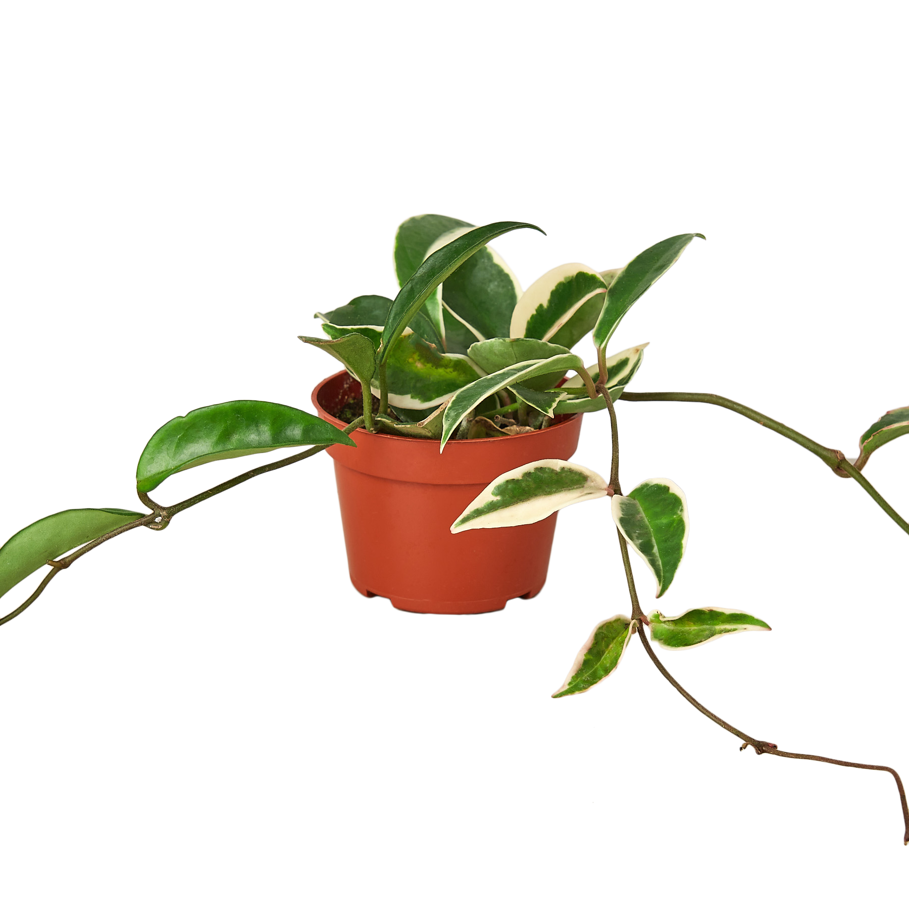Hoya Carnosa 'Krimson Queen'