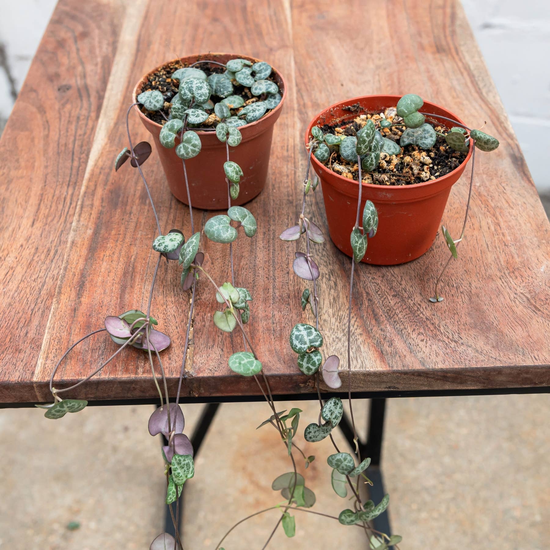 String of Hearts (Ceropegia woodii)