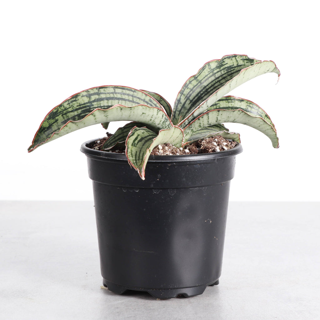 Cleopatra Snake Plant