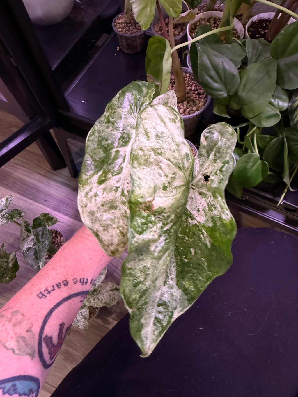 Alocasia Camouflage - Live Plant - RARE