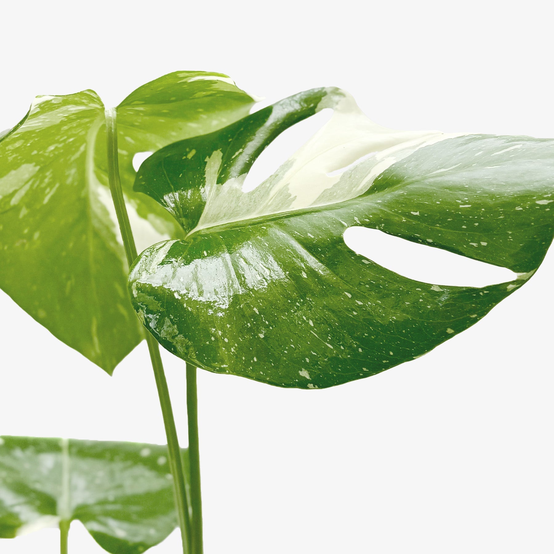 Monstera 'Thai Constellation'
