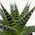 Succulent Gasteria Durban