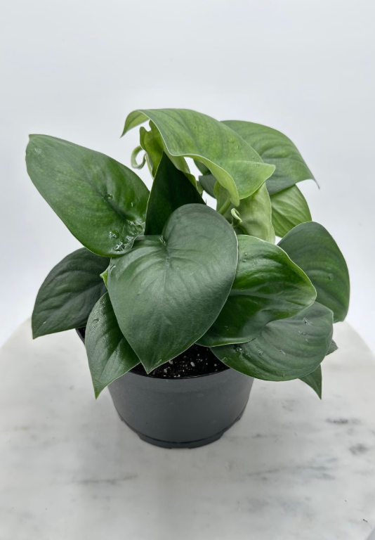 Scindapsus Jade Satin - 6" from MyPlants