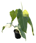 Philodendron Domesticum Variegated 4 inch Grower Pot